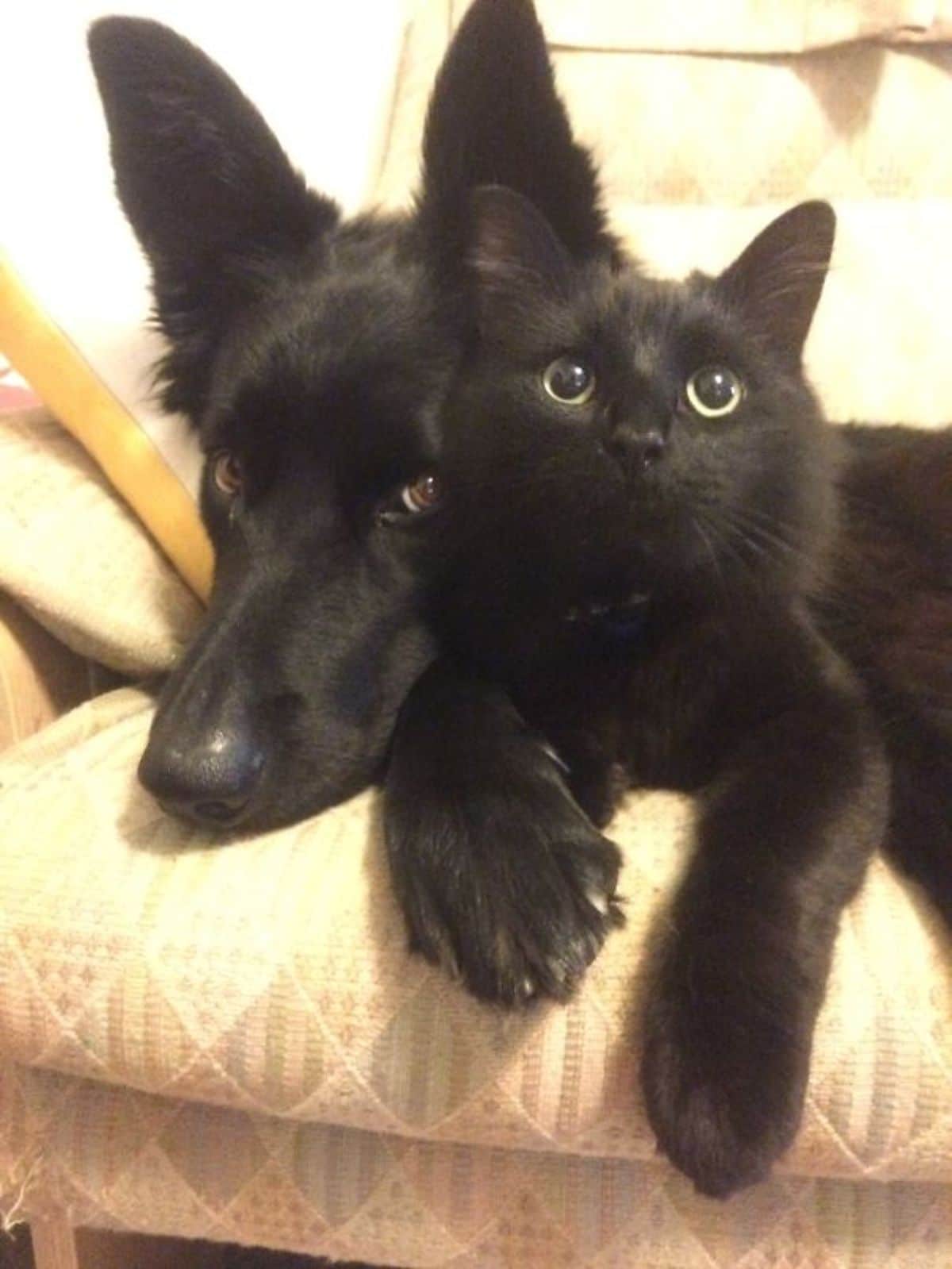 black dog and kitten cuddling together