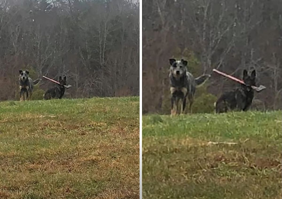 black dog next to a black dog carrying an axe