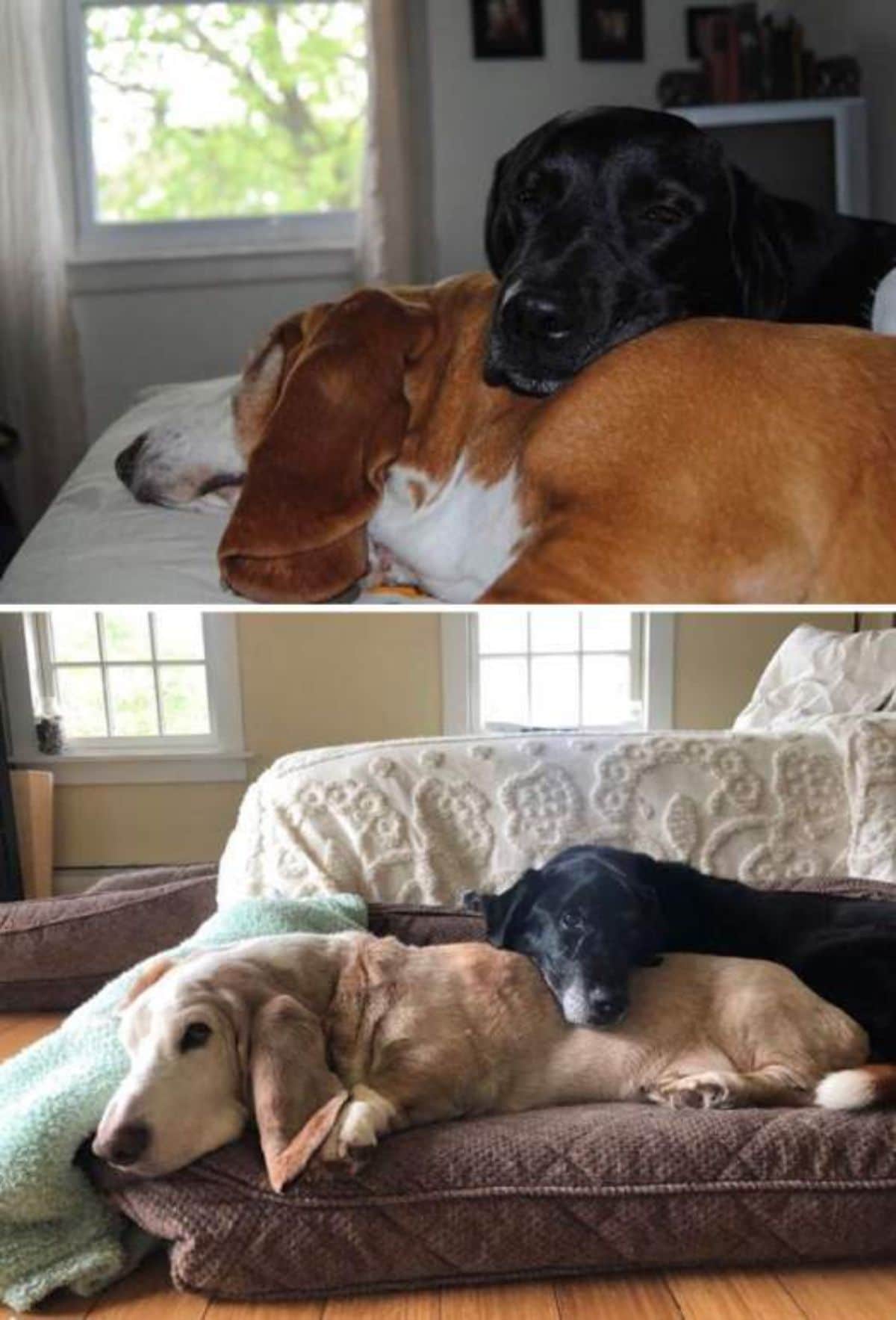 two photos of a black dog sleeping on a brown and white dog
