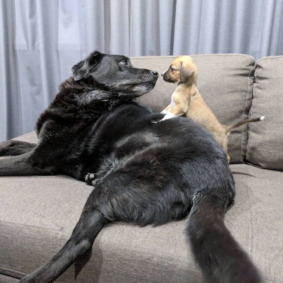 black dog with brown puppy on a grey couch