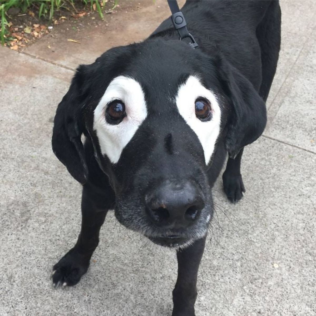 black dog with white rings around the eyes
