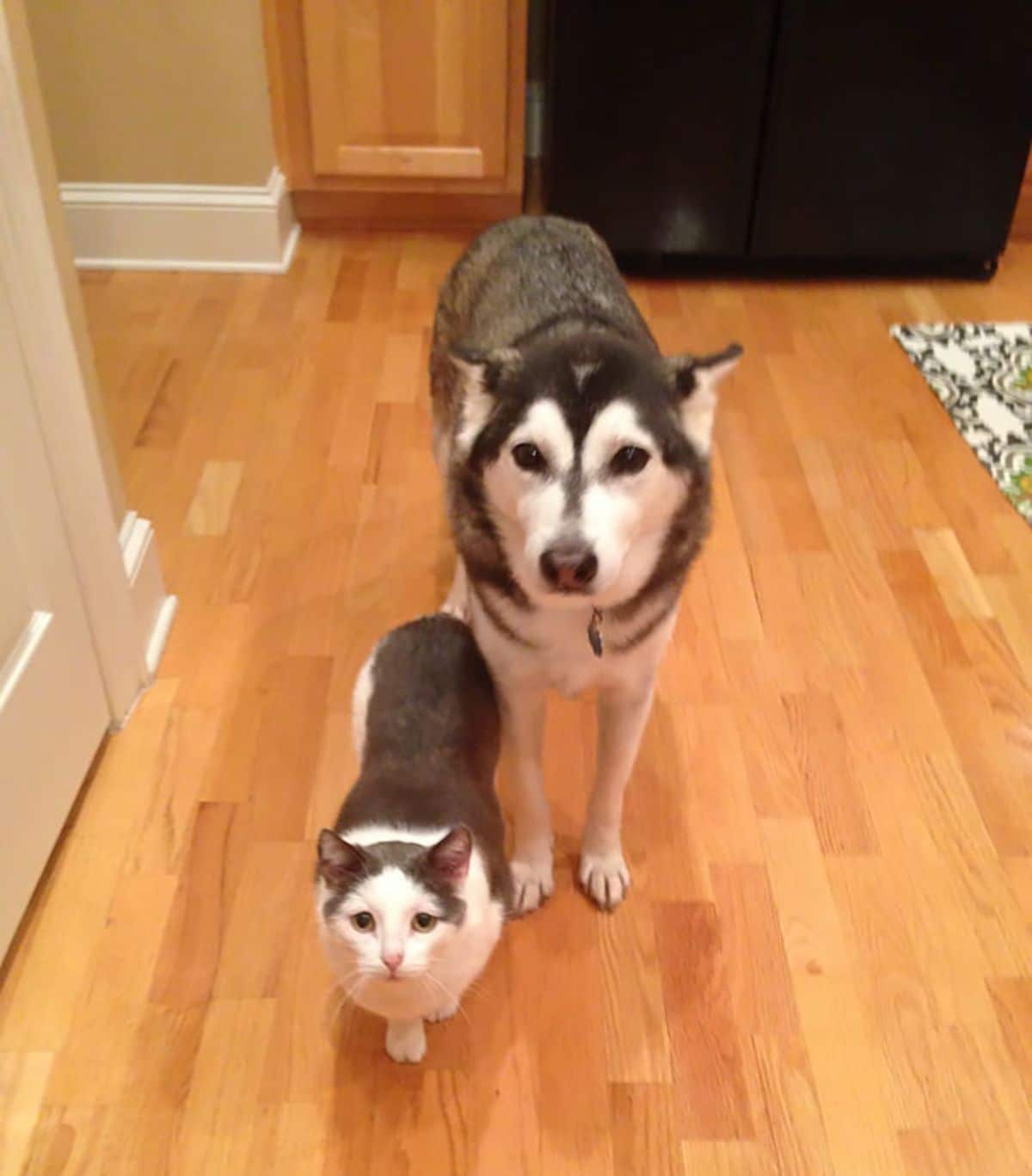 black and white cat and dog standing on a wooden floor