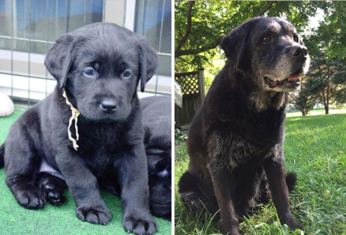 black labrador as a puppy and an adult