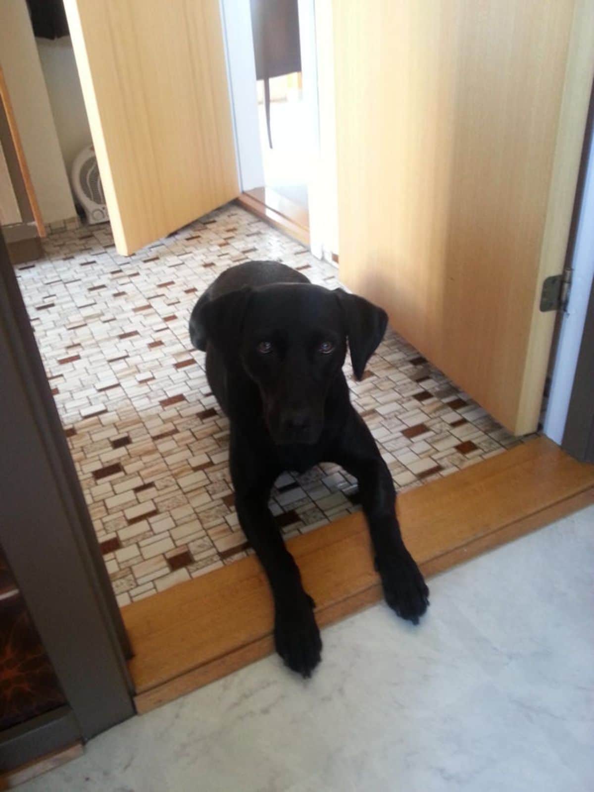 black dog lying down on a tiled floor with paws on the white tiles of the next room