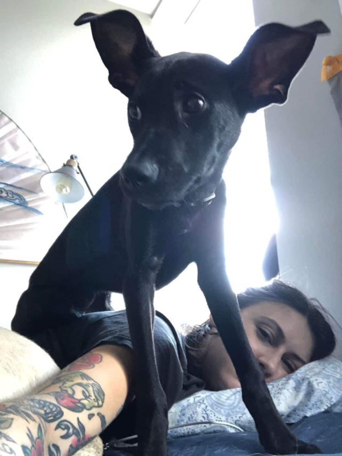a black puppy sitting on a bed on a woman