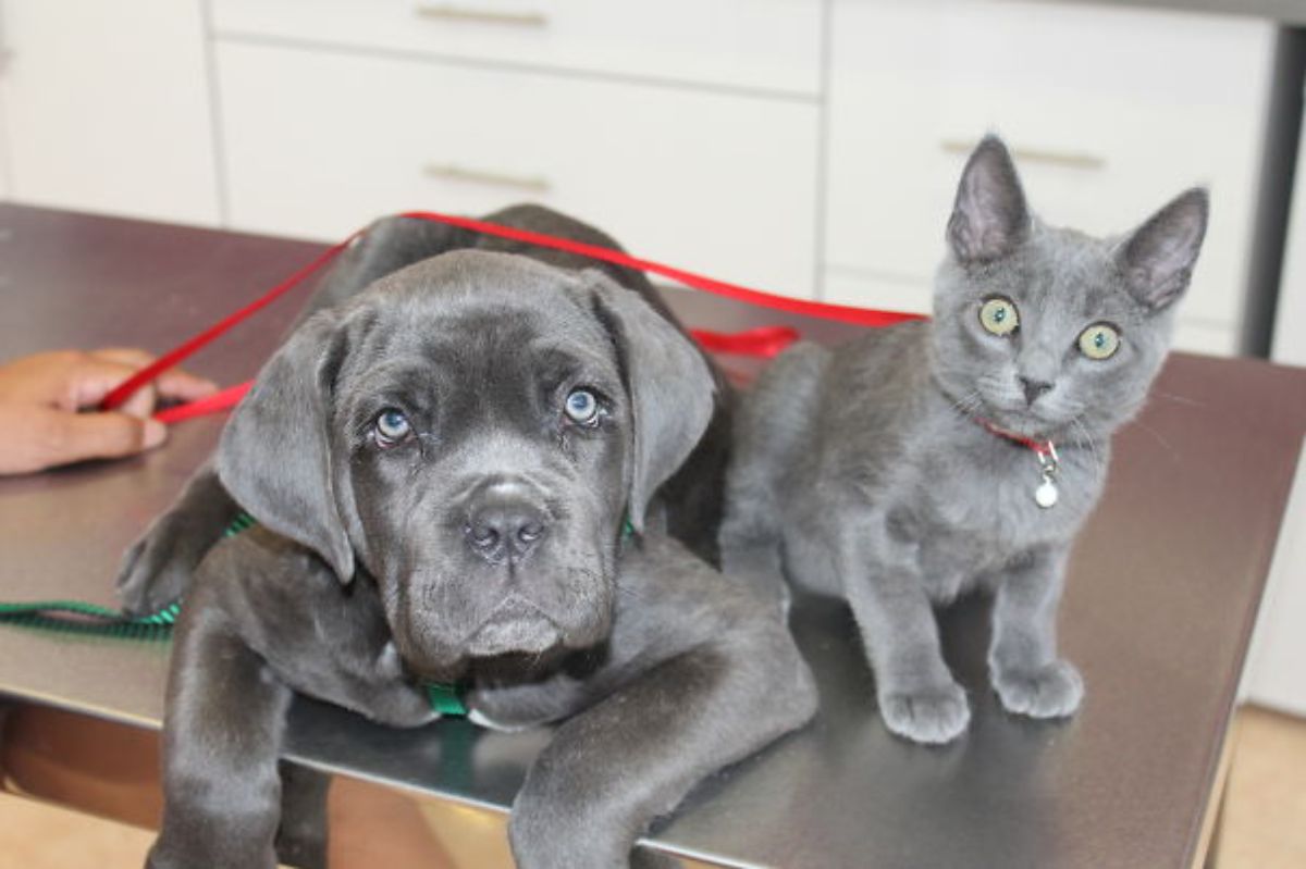grey puppy and kitten on a table