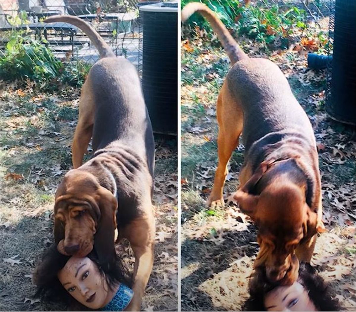 brown and black dog attacking female mannequin head