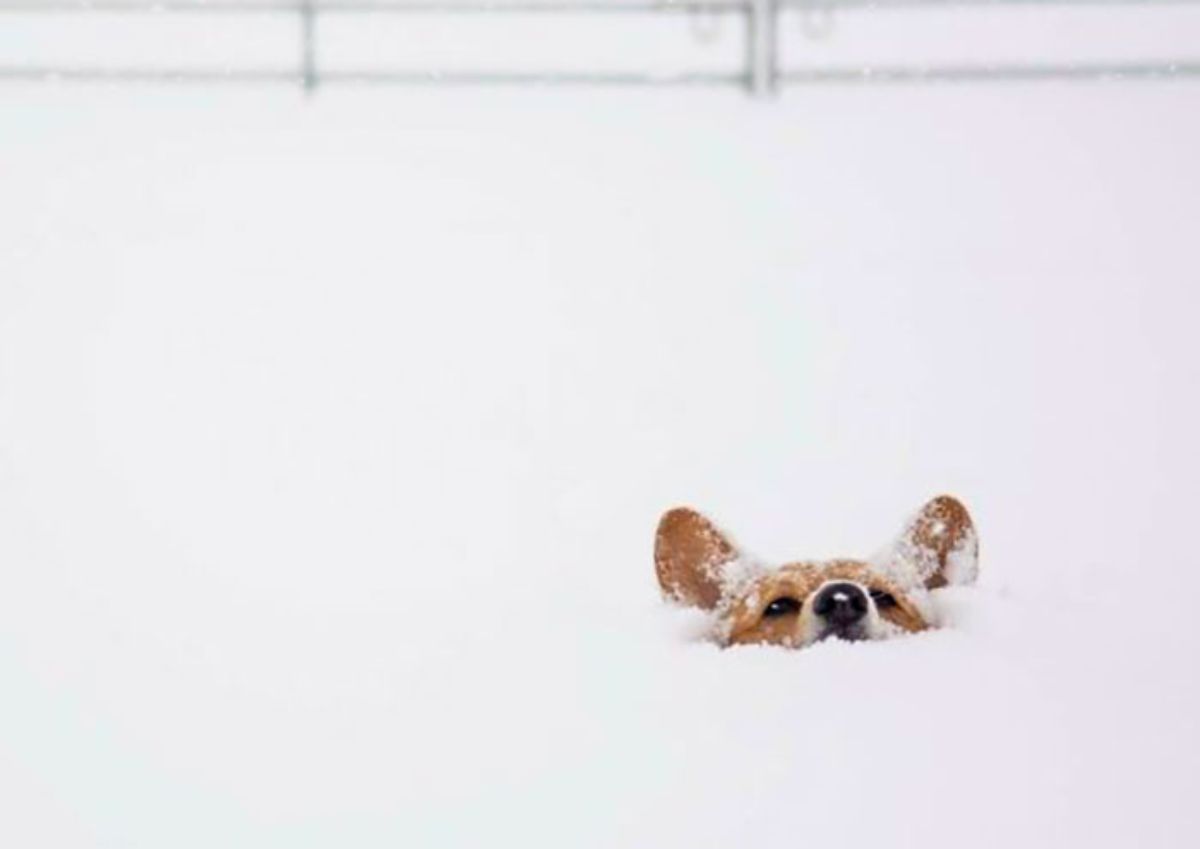 brown and white corgi buried up to its head in the snow