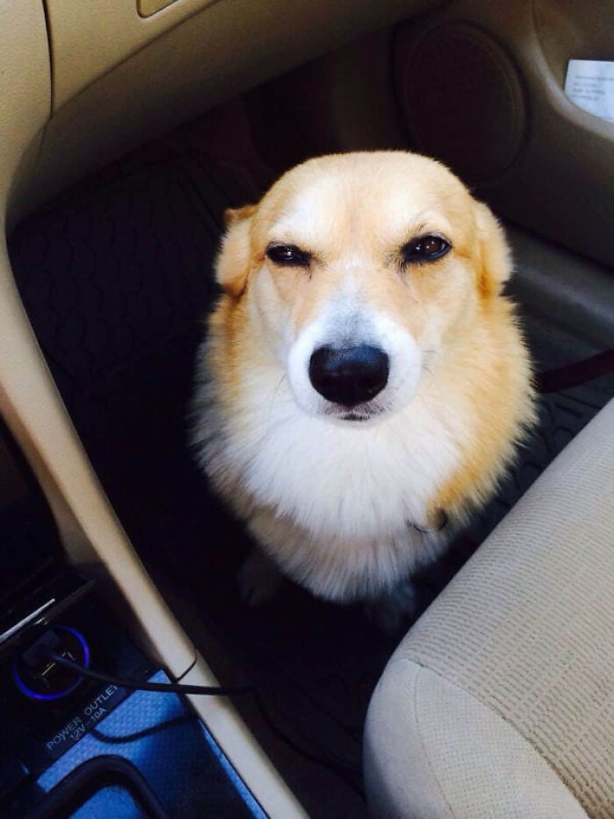 brown and white corgi dog narrowing its eyes