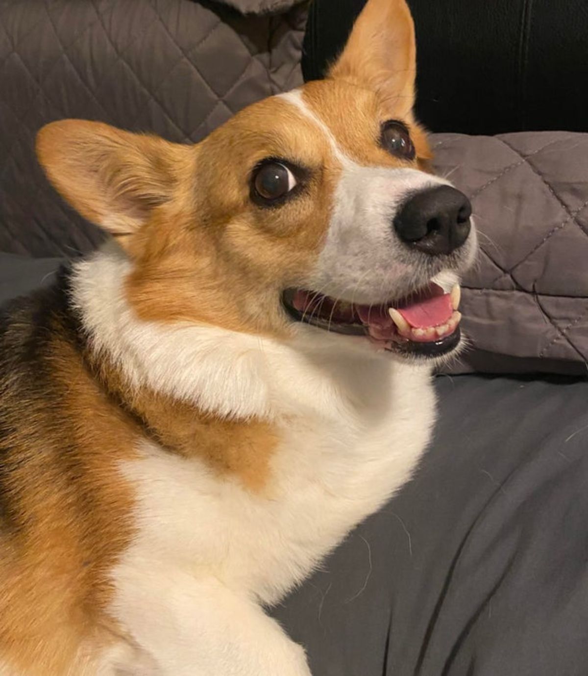 brown and white corgi laying on a bed looking up