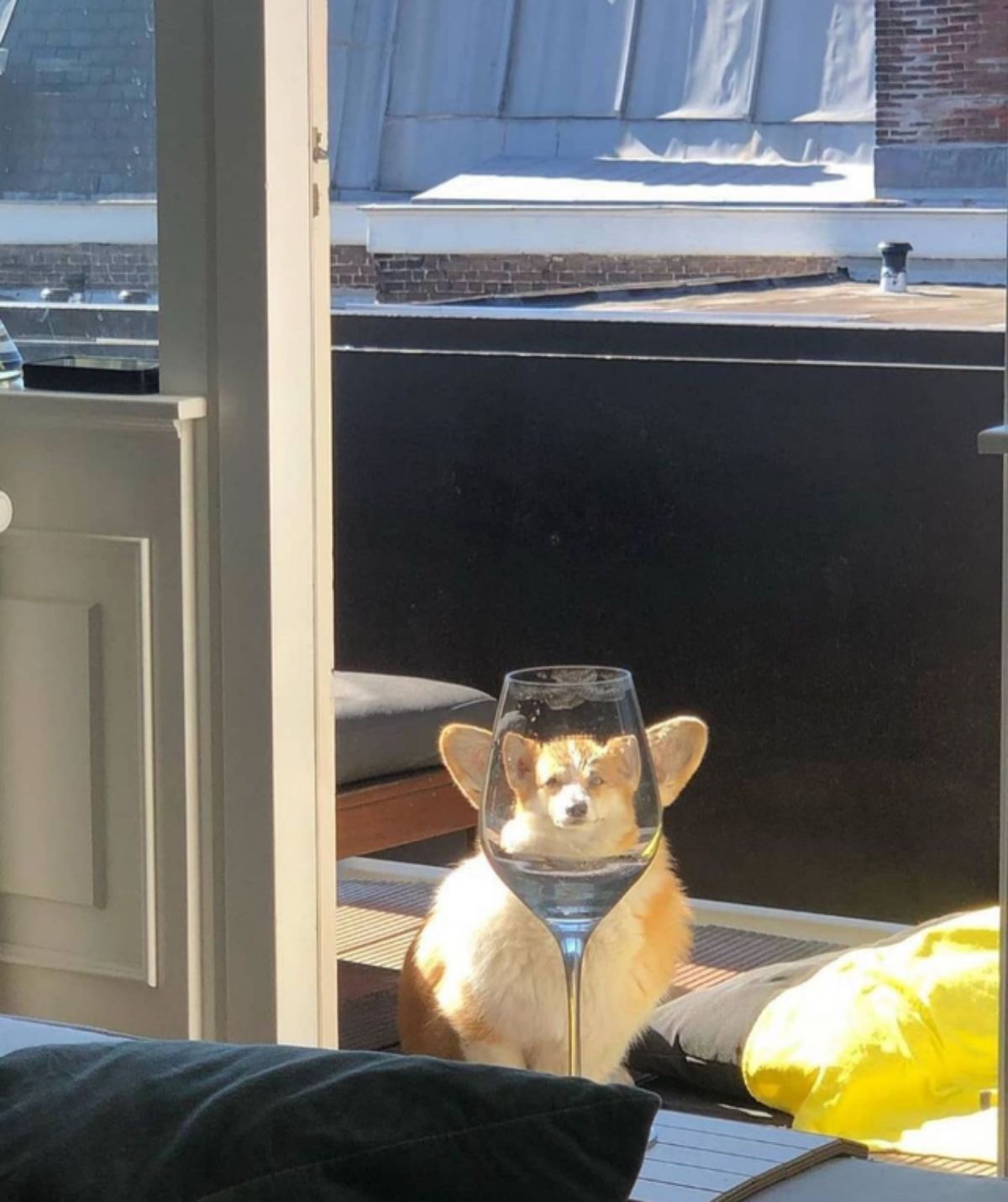brown and white corgi photographed through a wine glass showing a tiny head