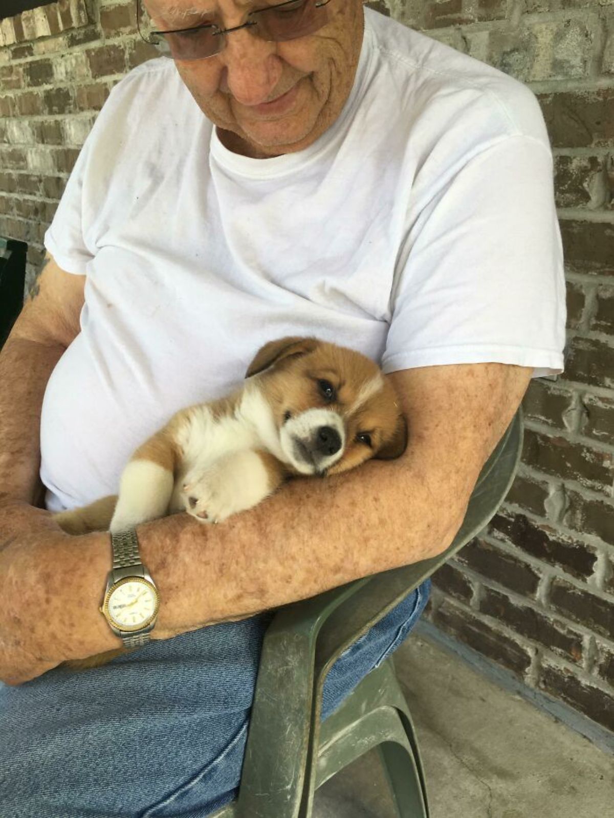brown and white corgi puppy cuddling with an old man