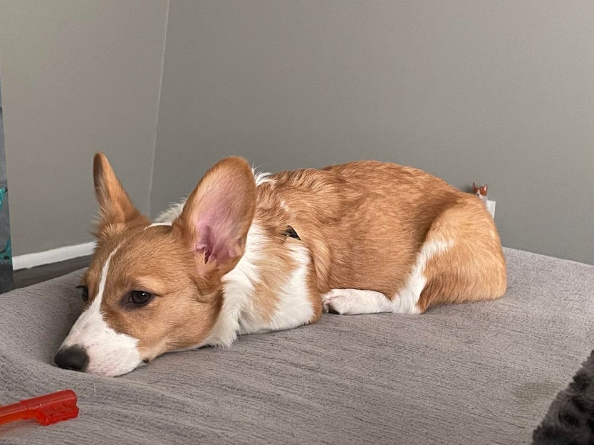 brown and white corgi puppy laying on a grey bed