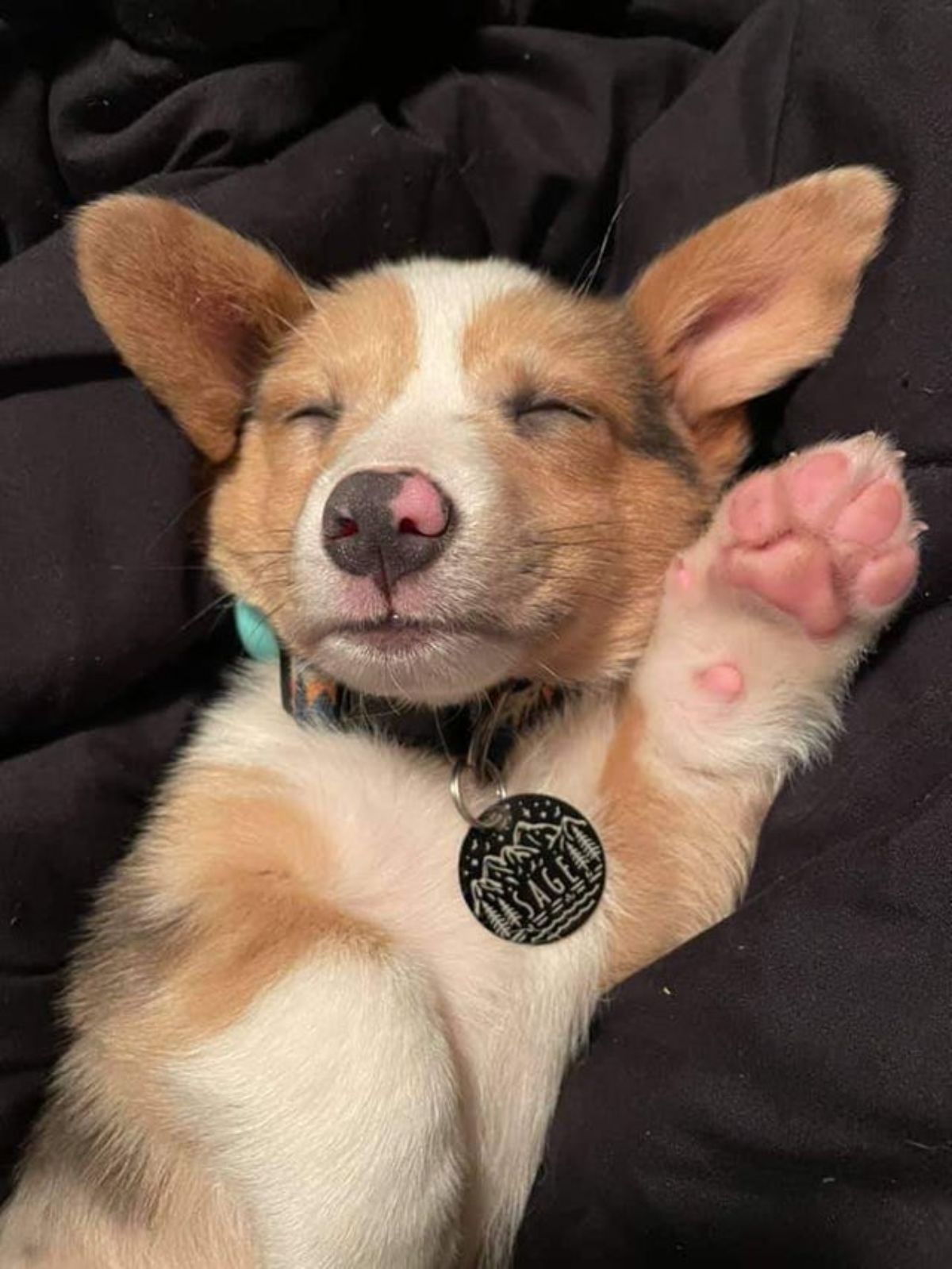 brown and white corgi puppy sleeping belly up with one paw up showing the toe beans