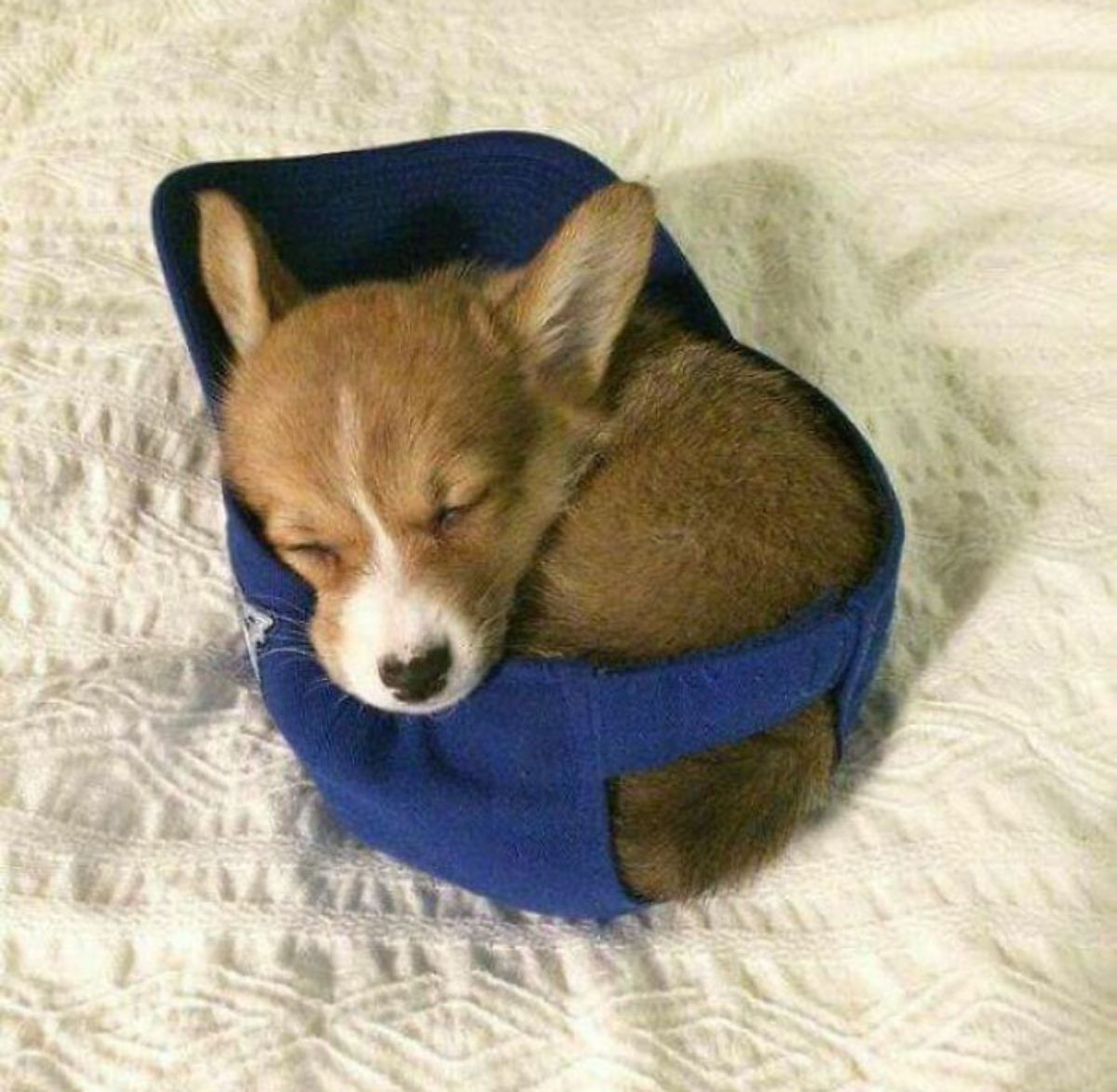 brown and white corgi puppy sleeping inside a blue cap on a white bed
