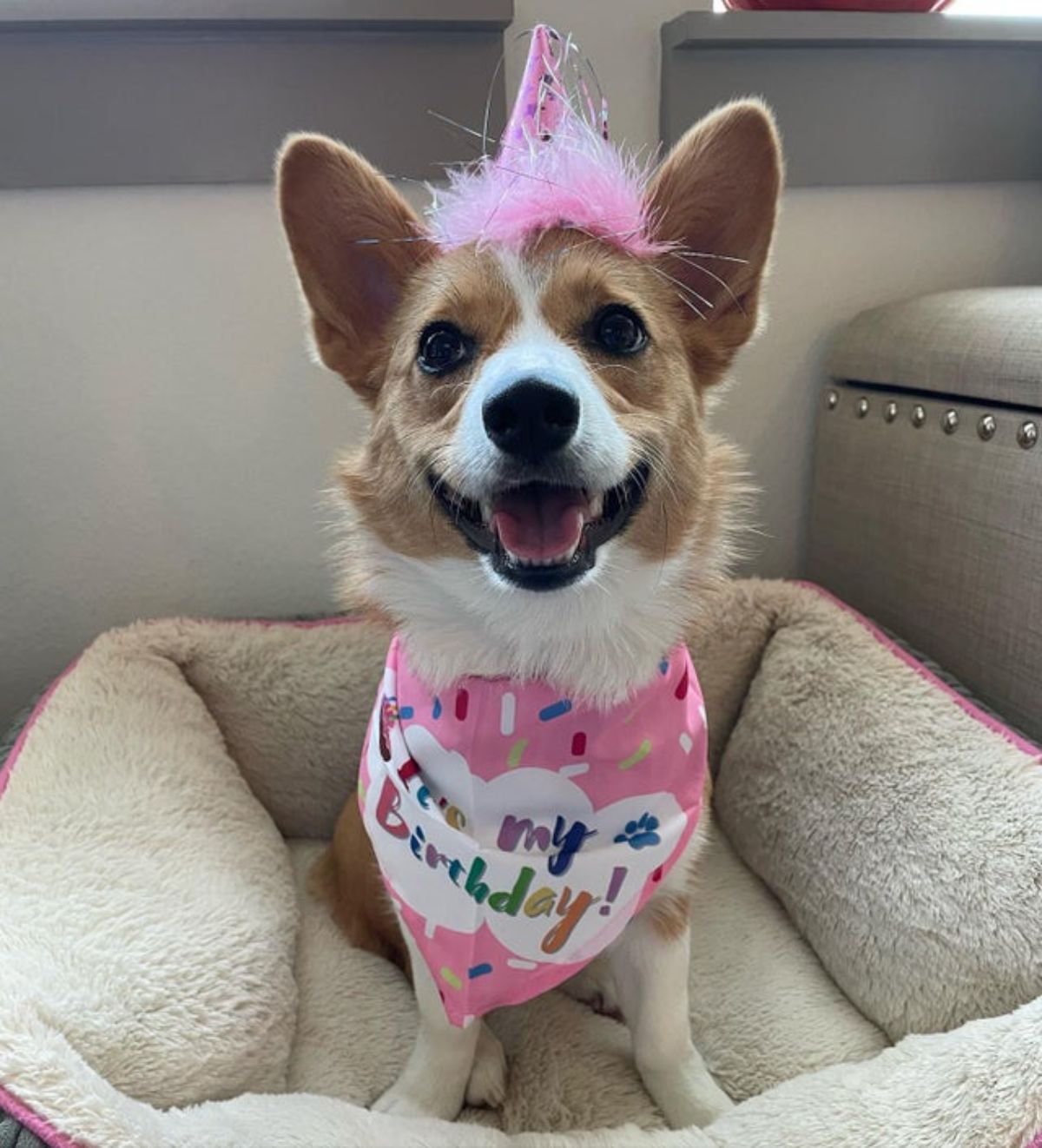 brown and white corgi wearing a pink fuzzy birthday hat and a pink birthday bandana