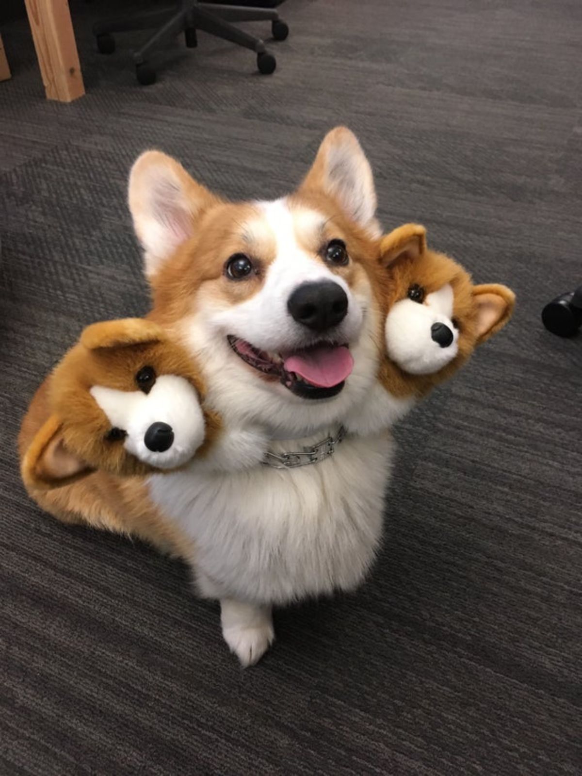 brown and white corgi with an outfit with two corgi heads on either side