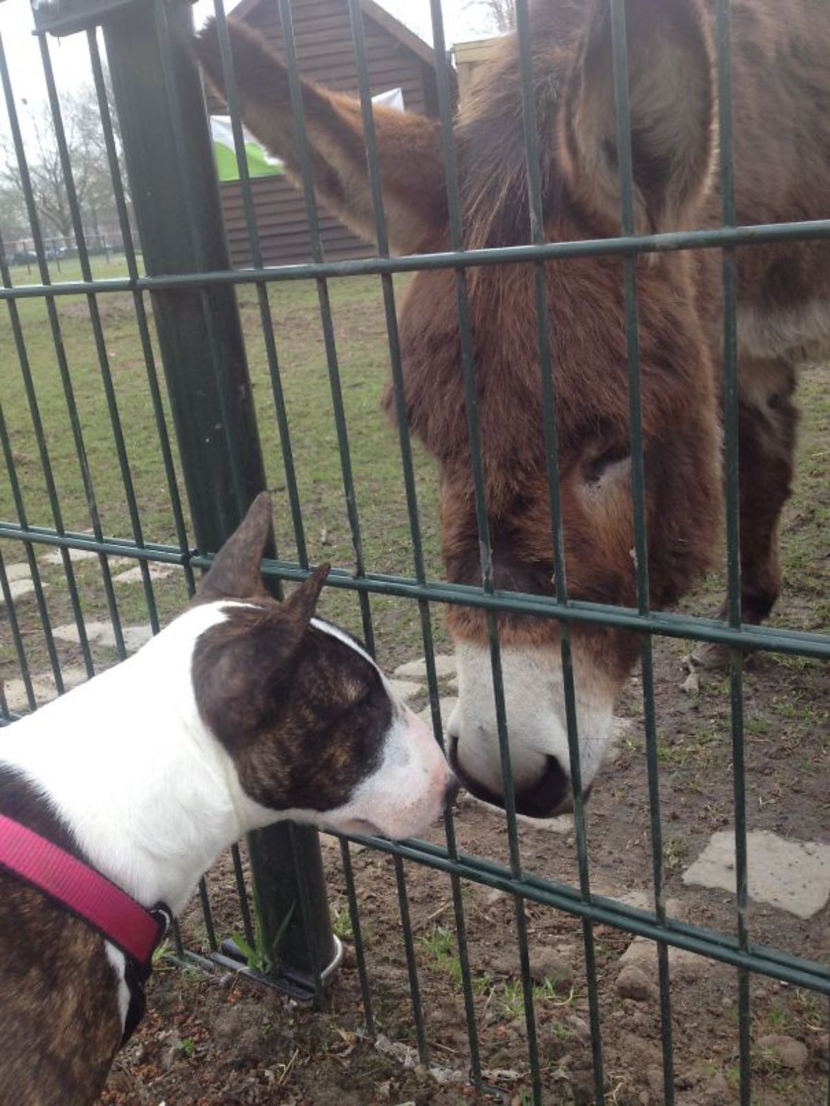 brown and white puppy sniffing a brown and white donkey through a fence