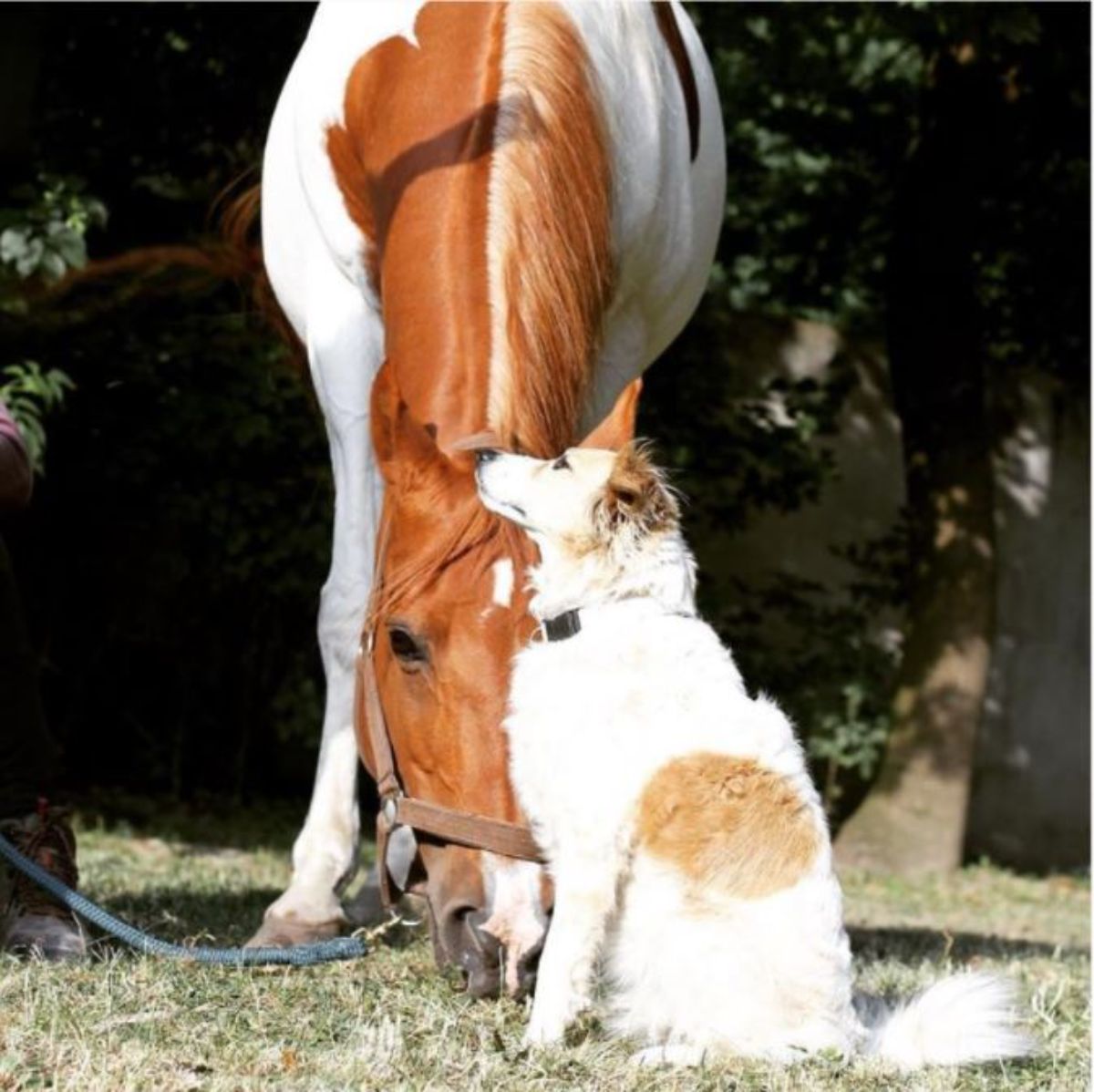 brown and white dog sitting in front of a brown and white horse