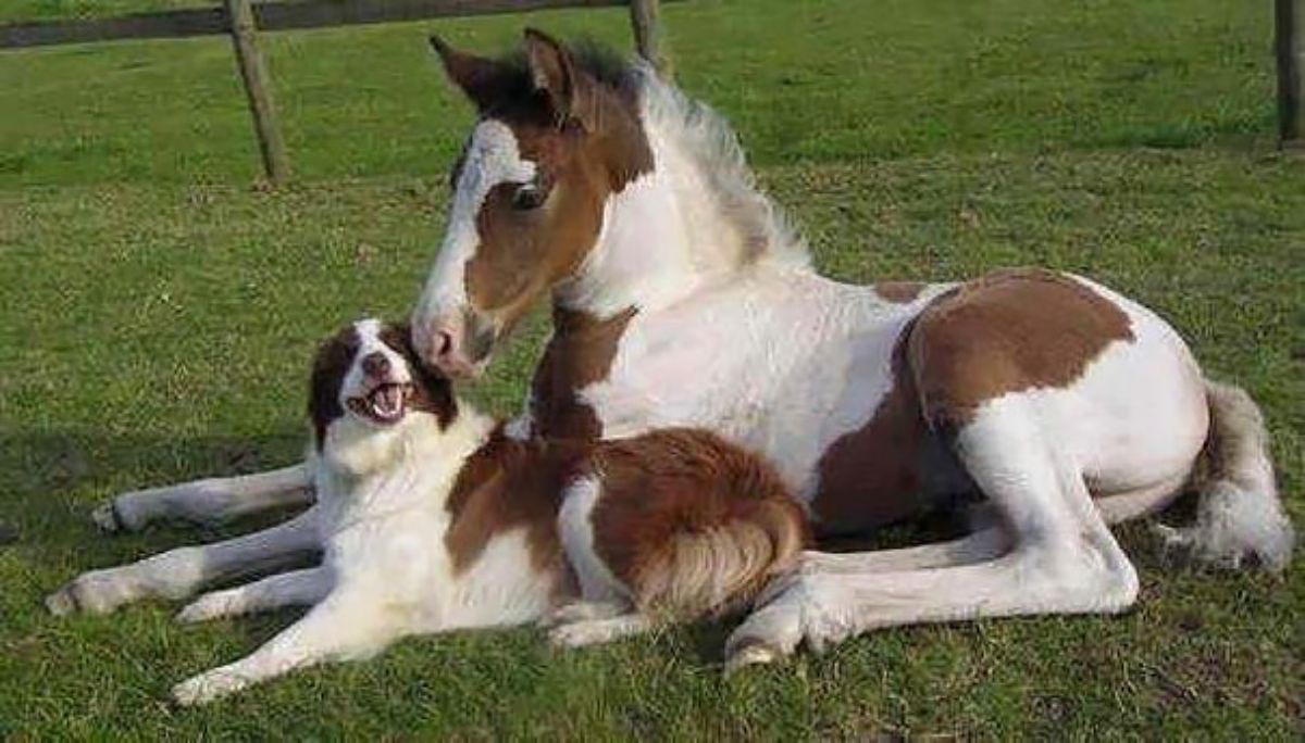 brown and white horse and dog sitting on a field together and the horse is nuzzling the dog
