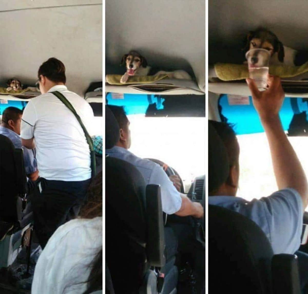 three photos of a brown and white dog in a bus compartment above the driver drinking water from a plastic cup