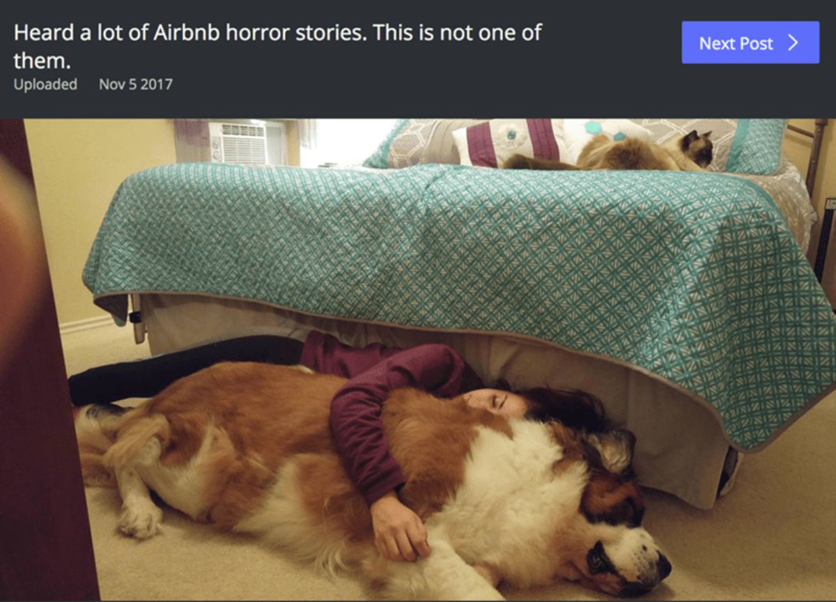 brown and white dog sleepping on the floor with a woman with a cat on the bed