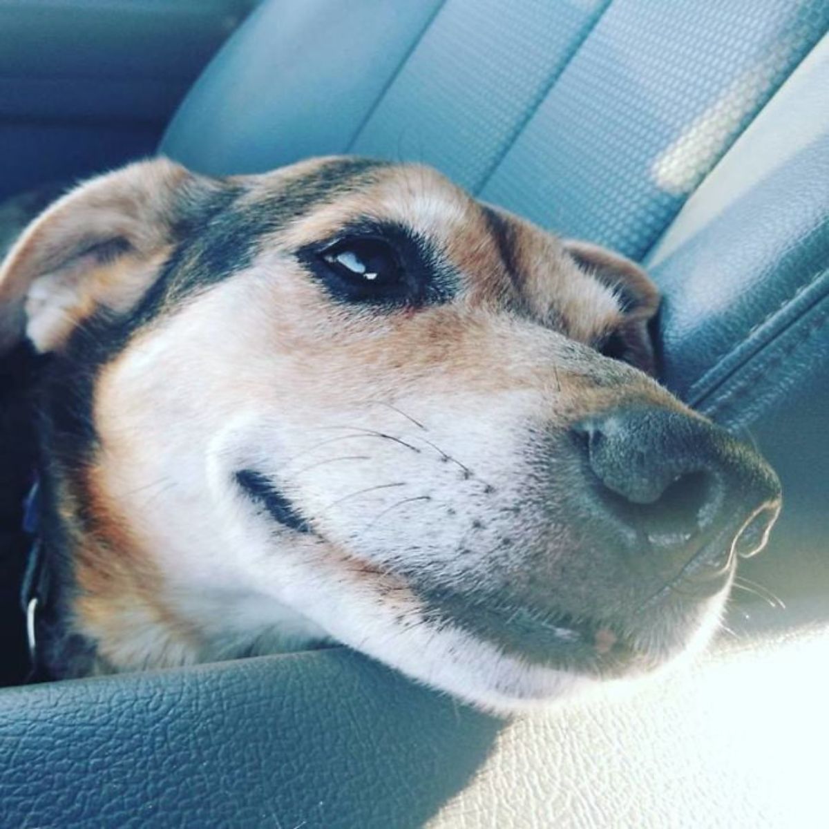 brown and white dog smiling in a car