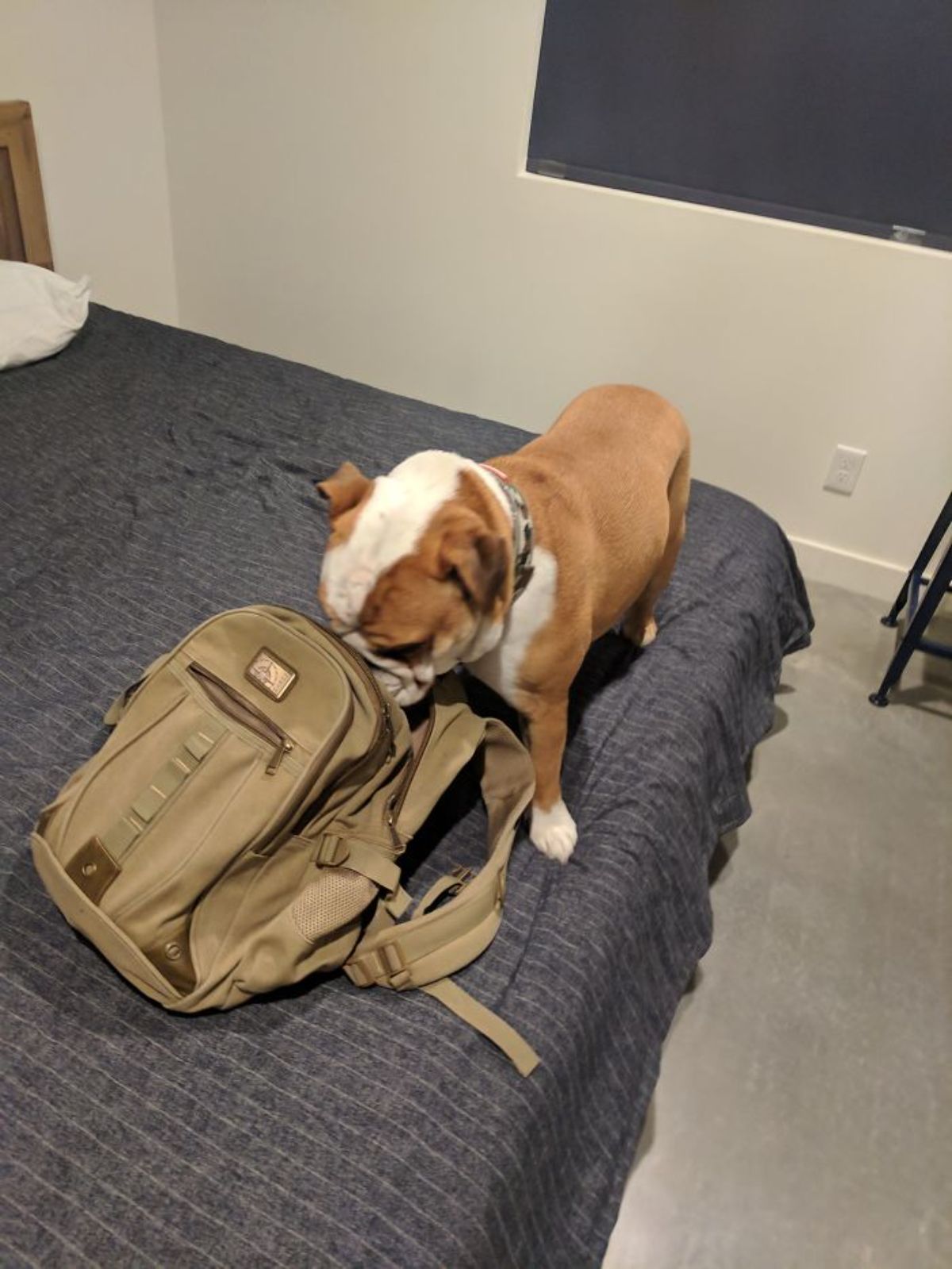 brown and white dog sniffing a backpack