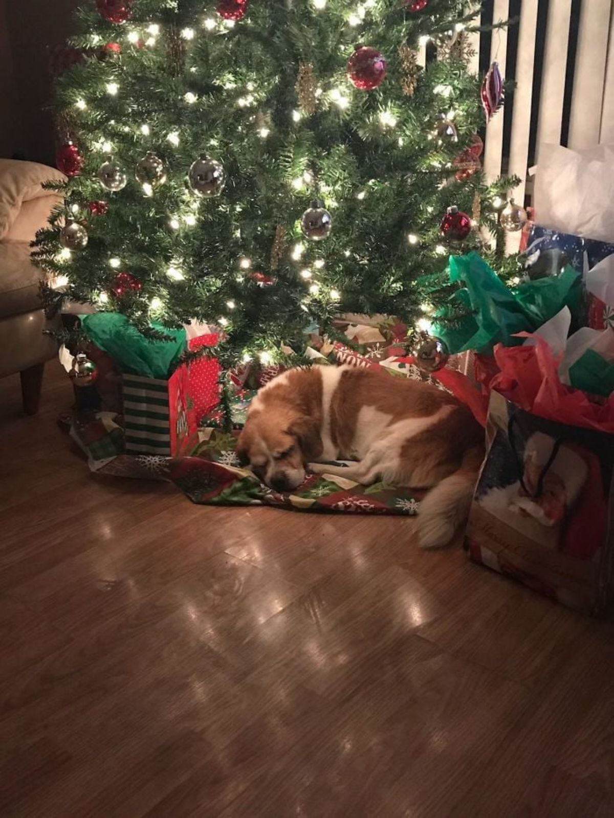 brown and white dog sleeping under a christmas tree