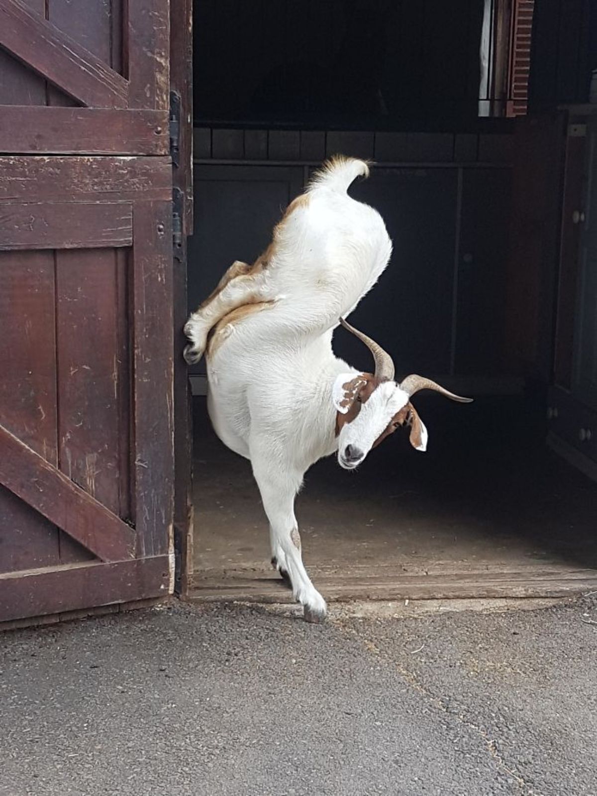 brown and white goat standing on two front feet