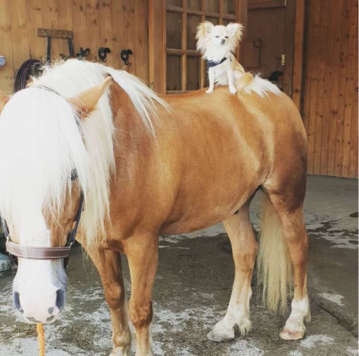 brown and white dog sitting on a brown and white horse