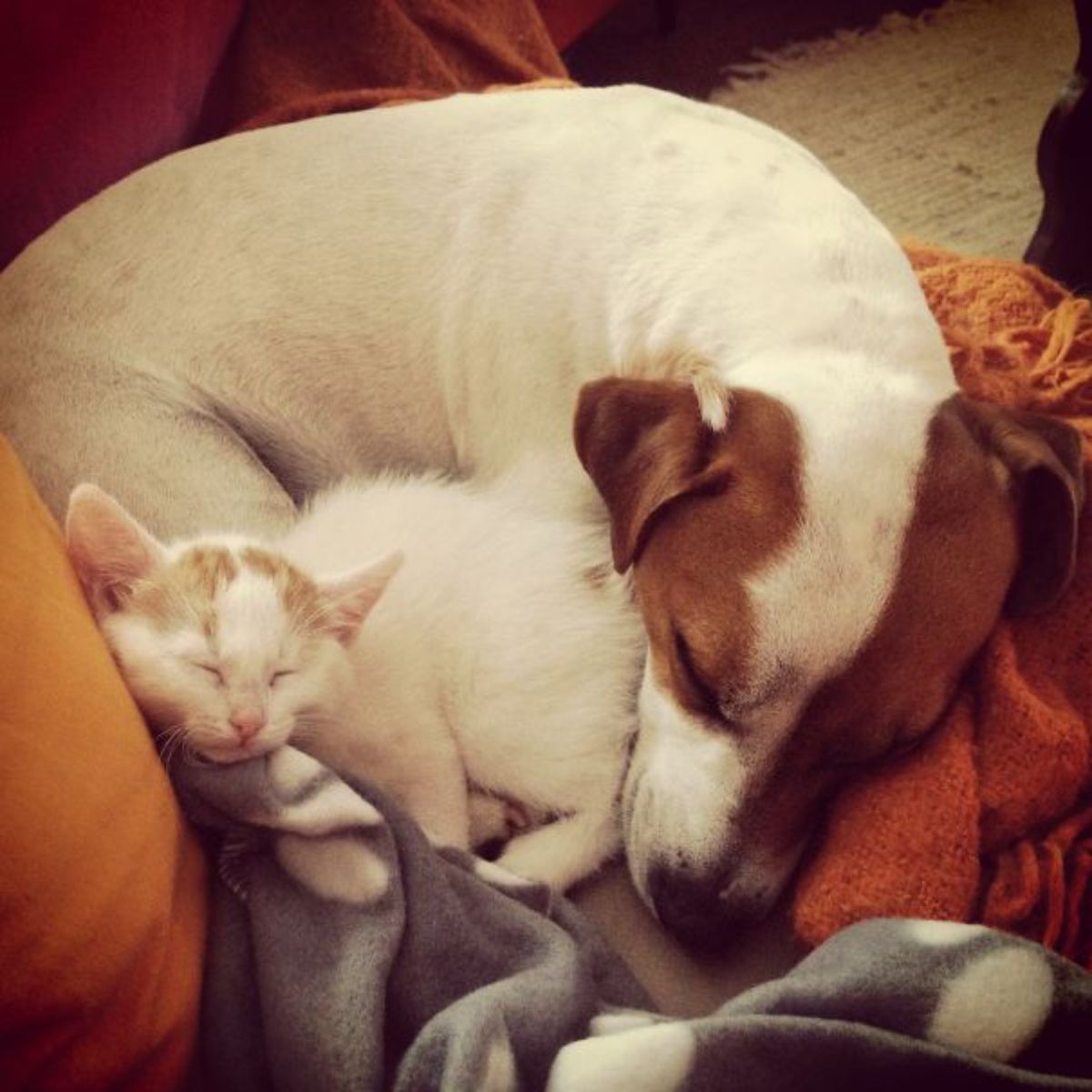 brown and white dog and kitten sleeping together