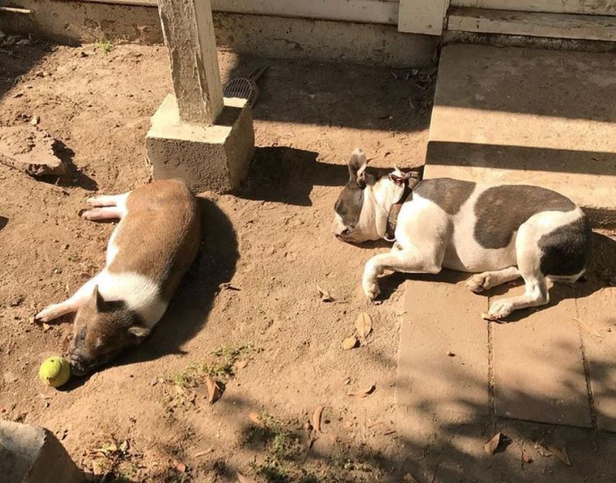 brown and white pig and dog lying on the ground