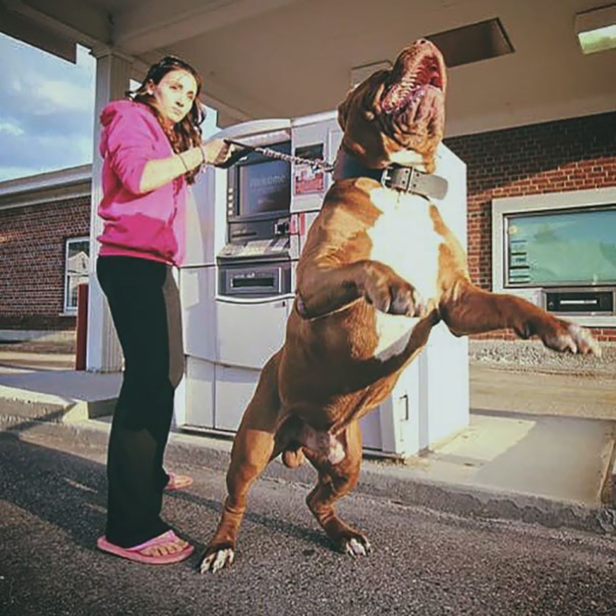 a brown and white pitbull being held back by a woman in a pink hoodie near a grey atm