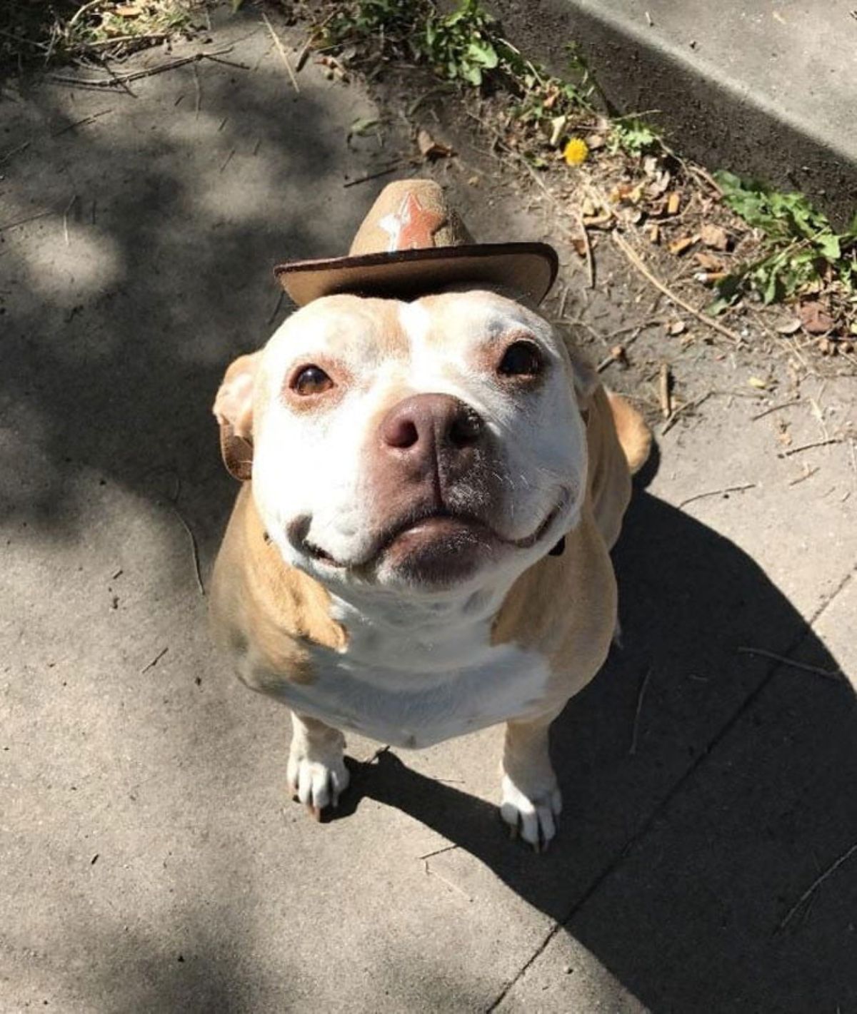 brown and white pitbull smiling
