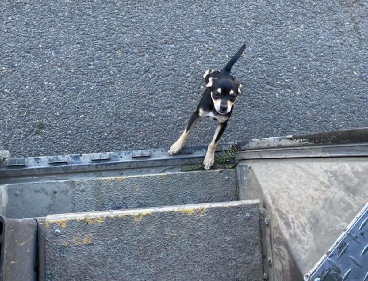 brown and white puppy at the base of the stairs of a ups truck