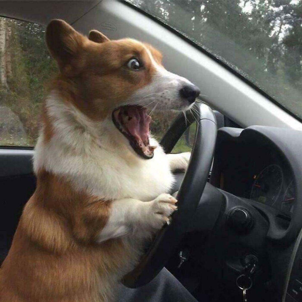 brown and white puppy at the steering wheel of a car with its mouth open