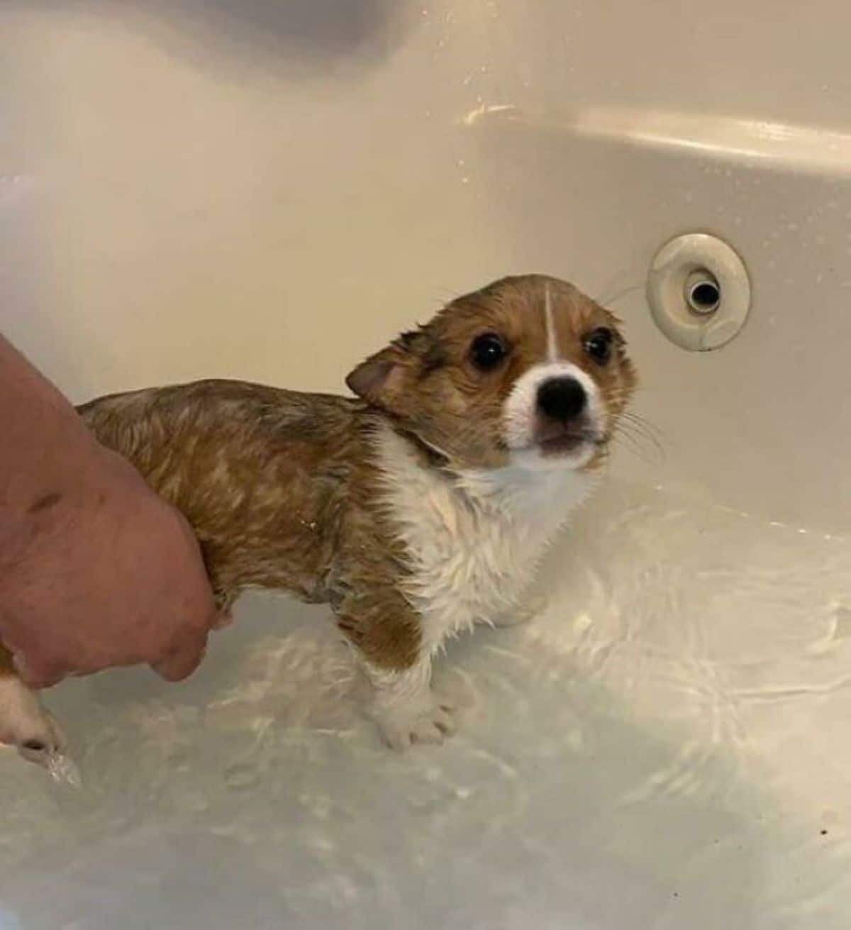 brown and white puppy wet in a bathtub filled partway with water