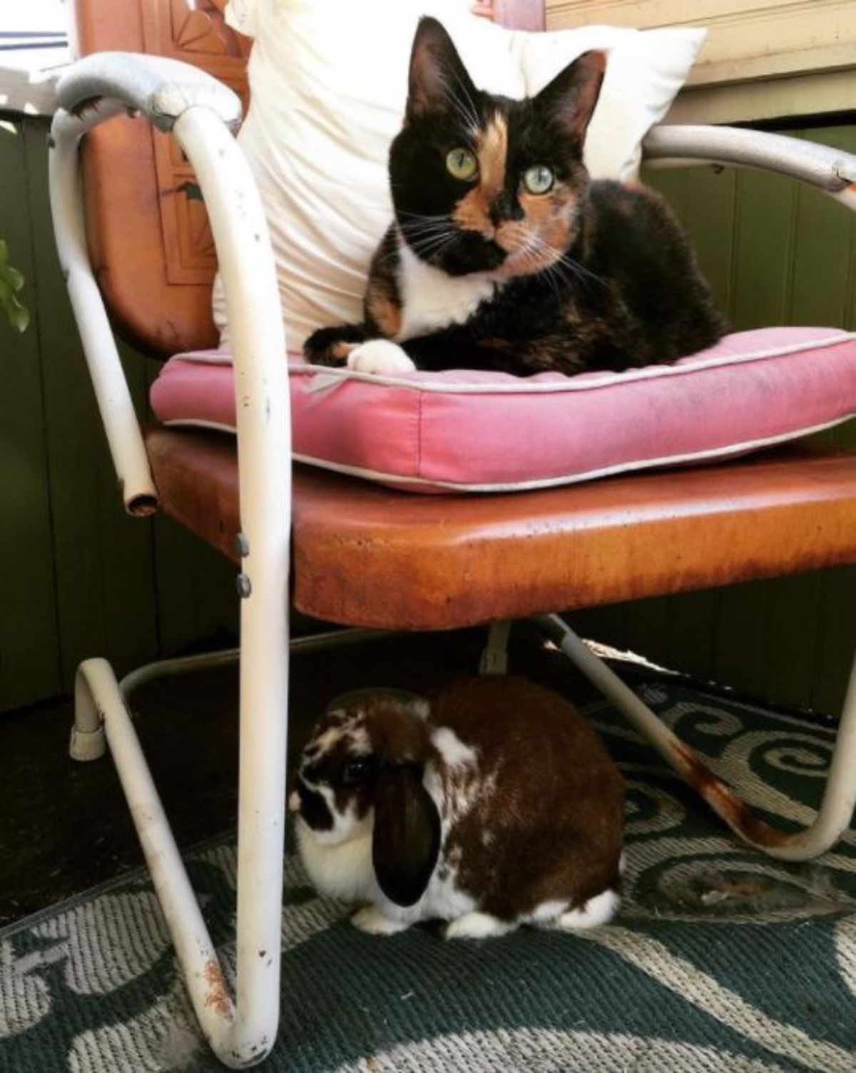 bown and white cat on a chair and brown and white rabbit under the chair
