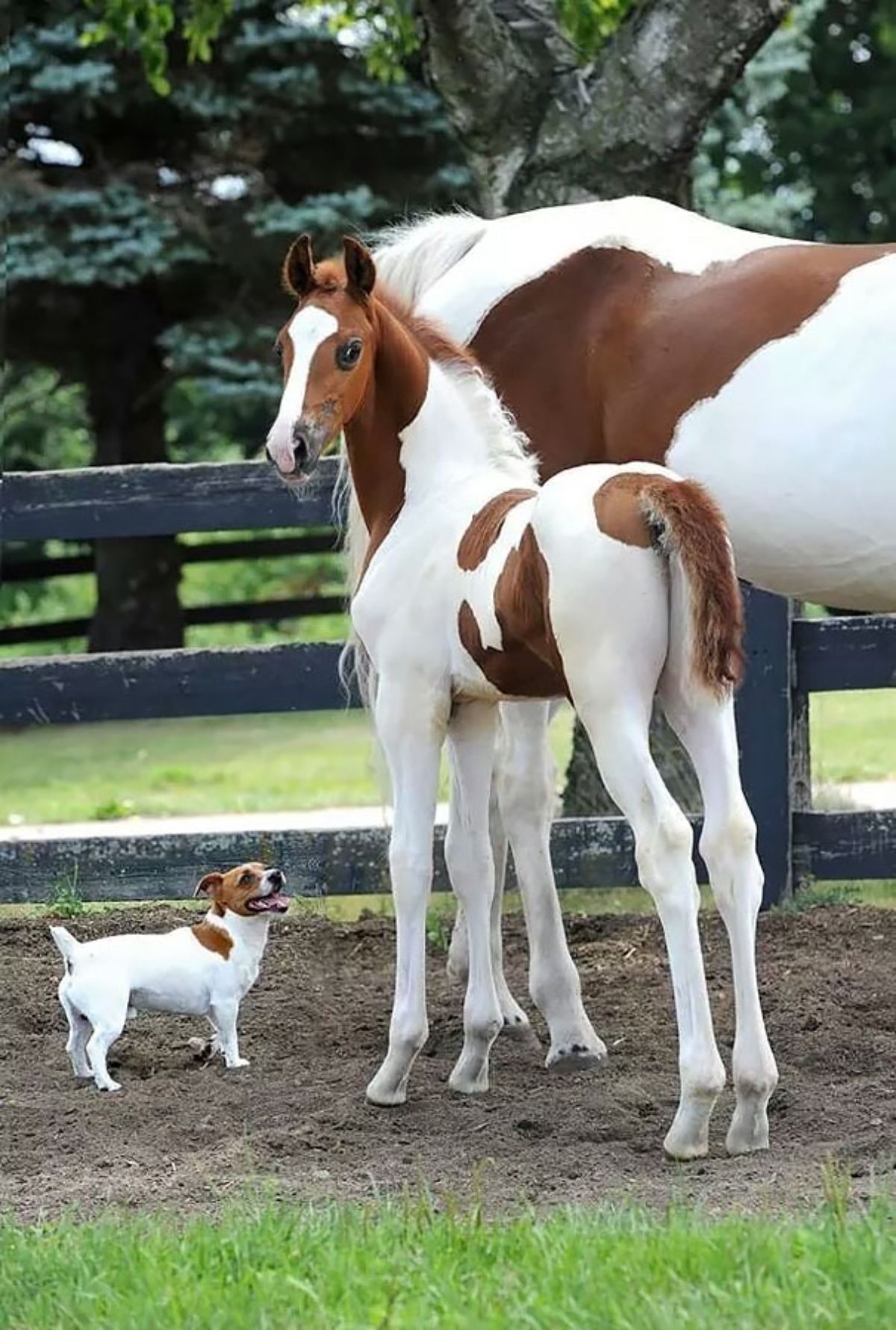 brown and white horse and calf standing next to a small brown and white dog