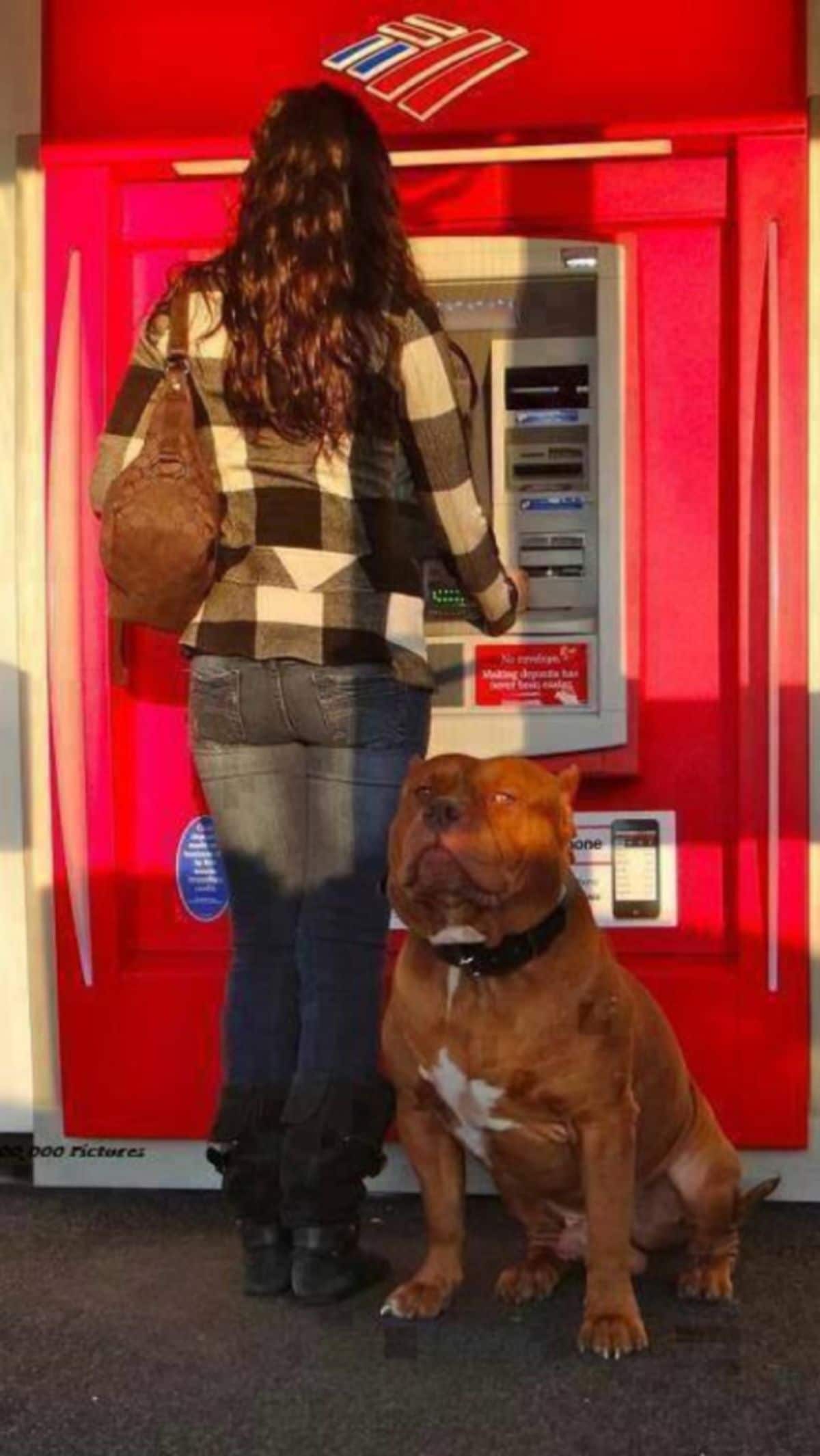 a brown and white pitbull with a woman at a red atm