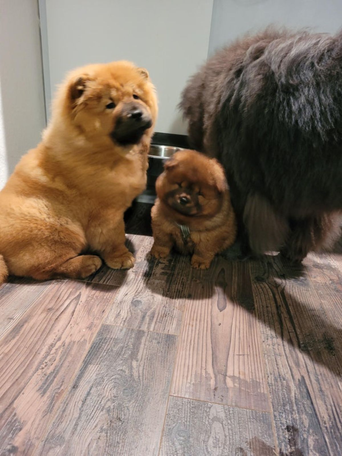brown chow chow, brown chow chow puppy and black chow chow on a wooden floor