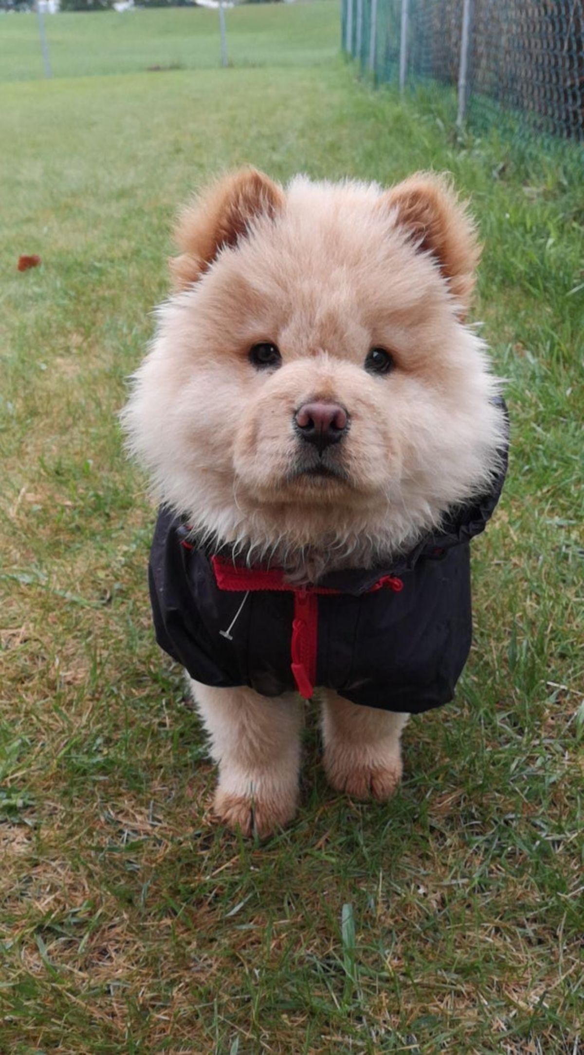 brown chow chow puppy standing on grass wearing a black and red jacket
