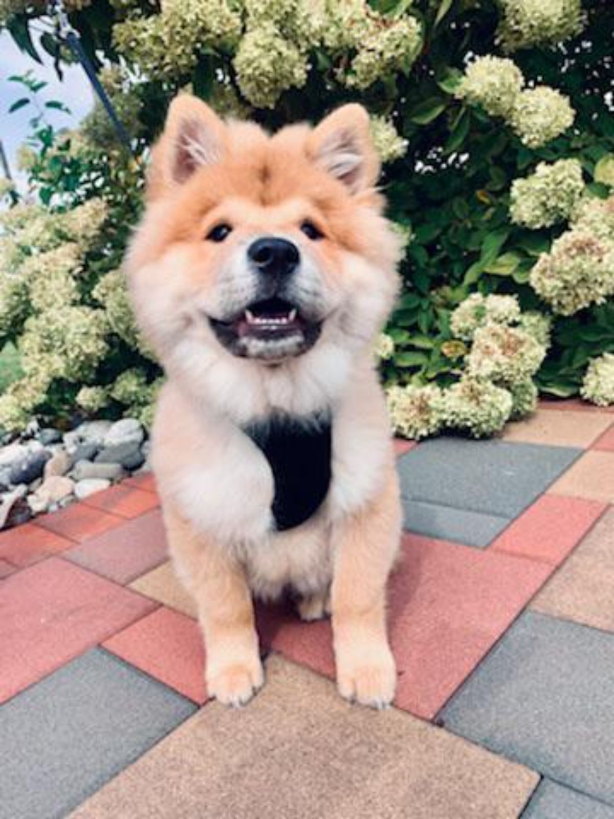 brown chow chow puppy with black harness on sitting on the ground in front of flower bushes
