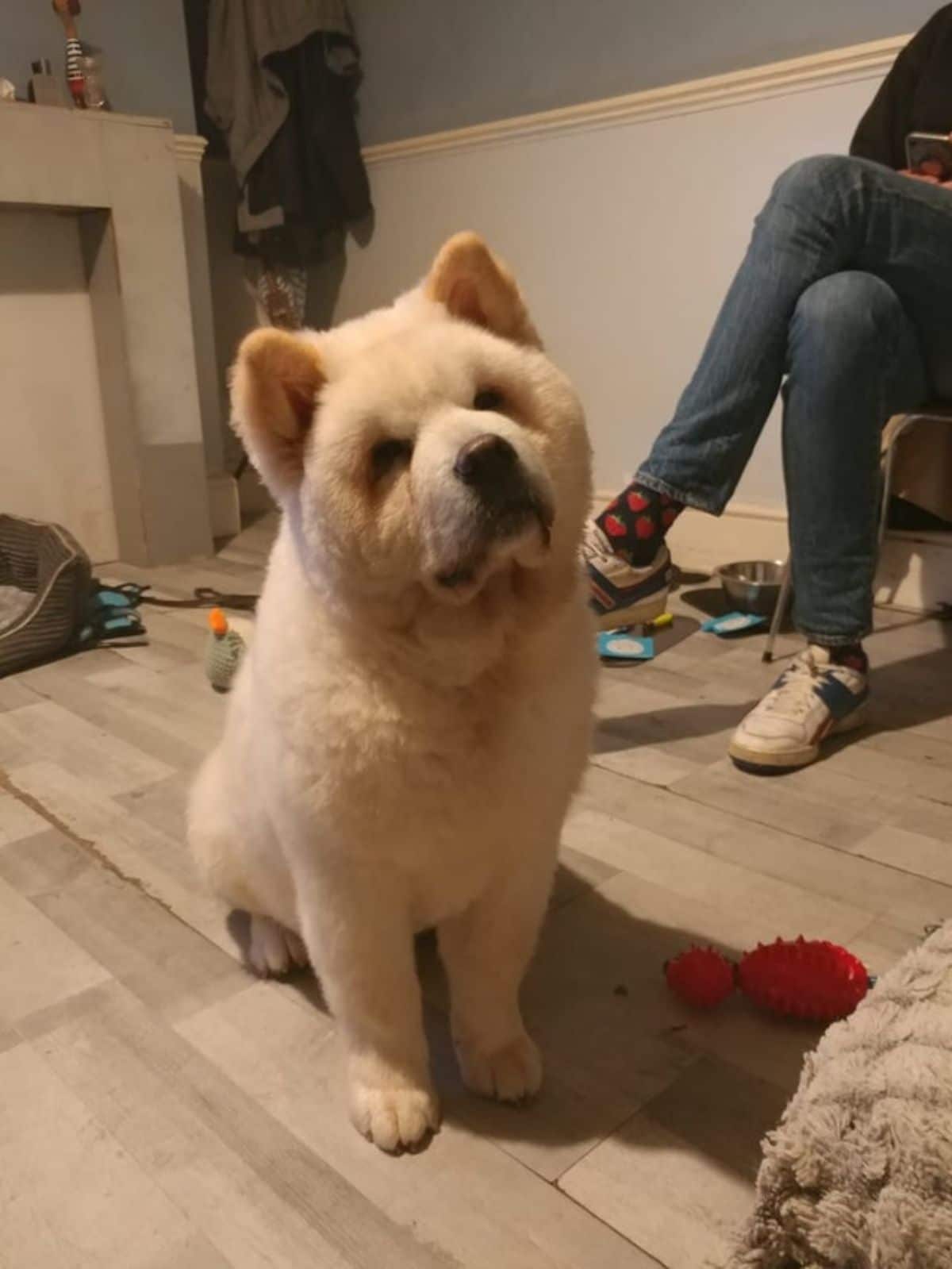 brown chow chow sitting on a wooden floor next to someone's feet