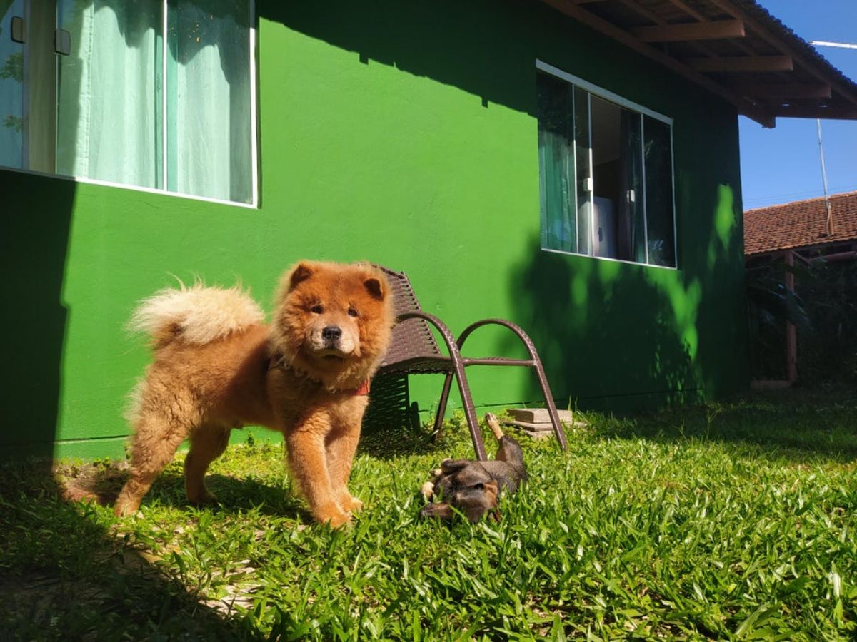 brown chow chow standing in a home garden next to a green house