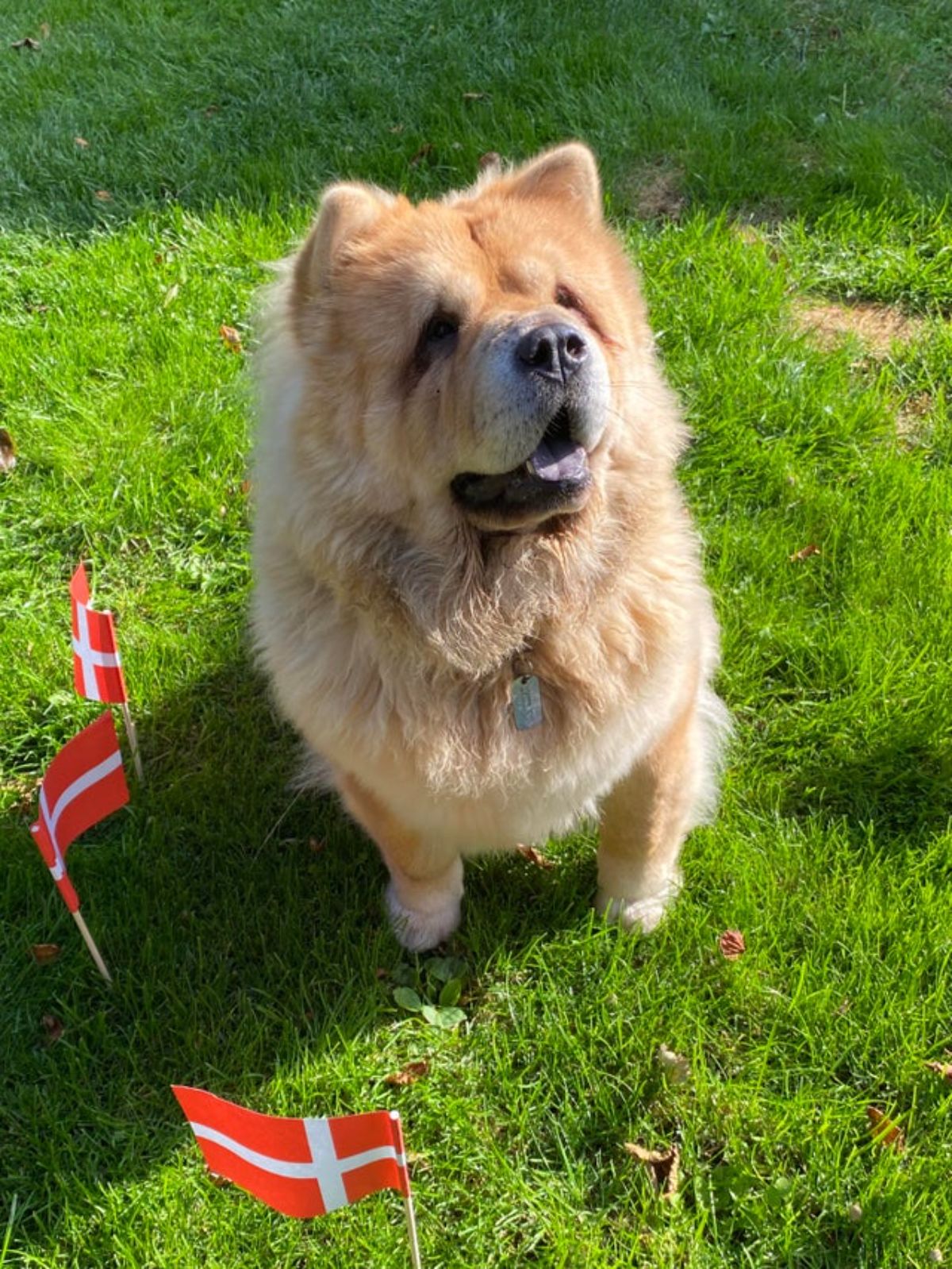 brown chow chow standing on grass with 3 small danish flags in the ground