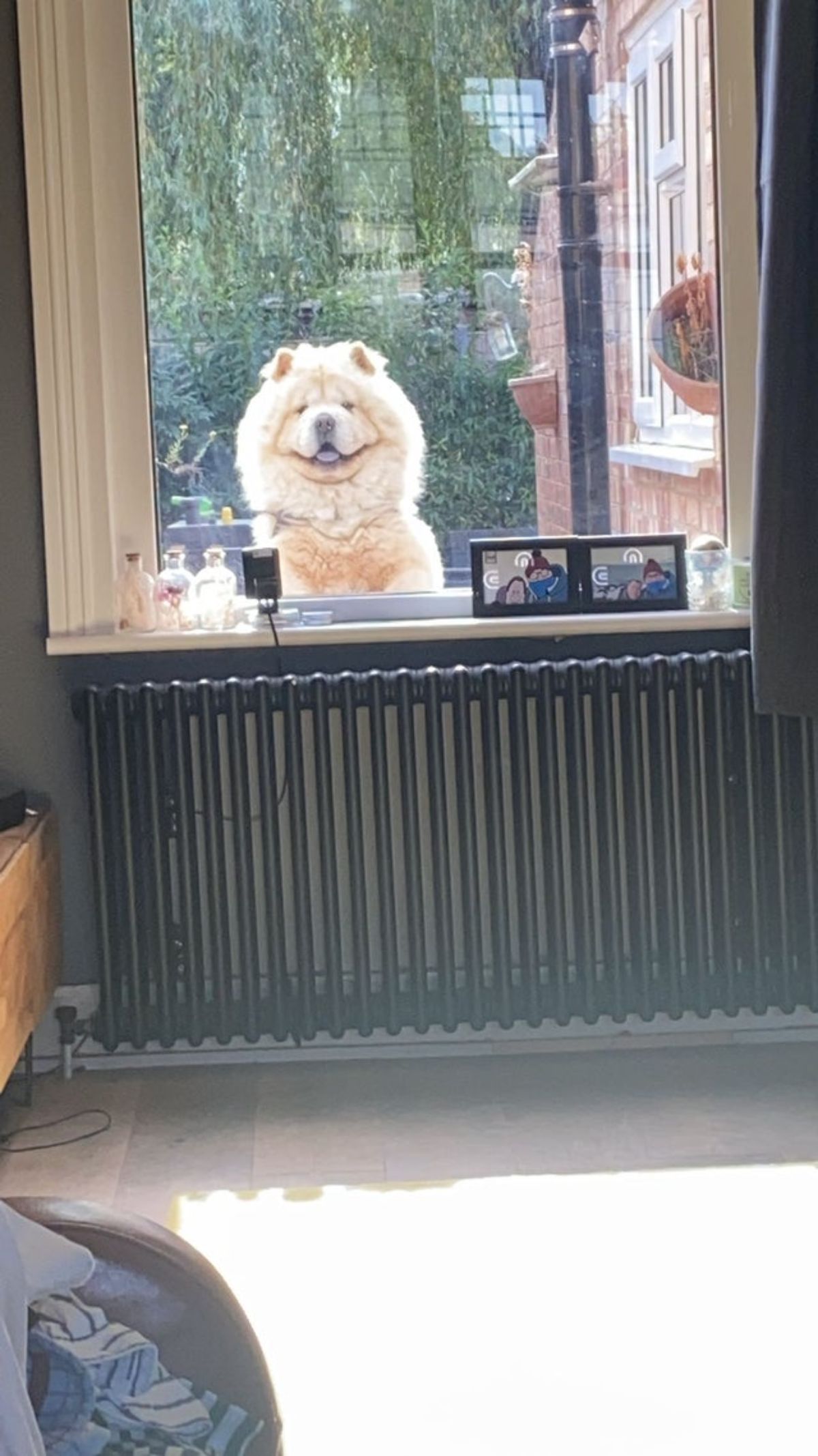 brown chow chow standing on hidn legs and looking into a house through a window