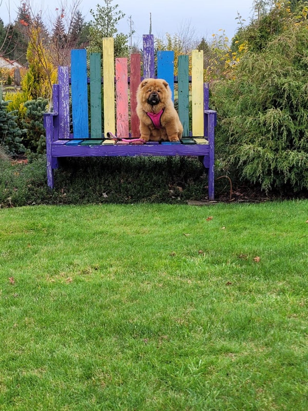 brown chow chow wearing a pink and black harness sitting on a colourful park bench