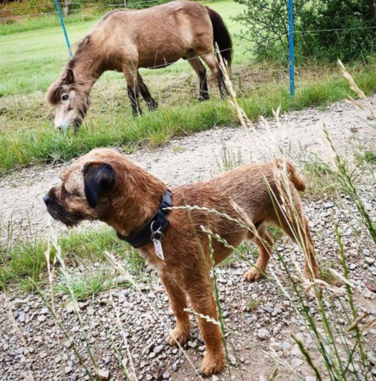 brown dog standing a little away from a brown donkey